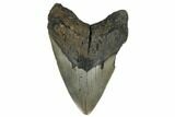 Huge, Fossil Megalodon Tooth - North Carolina #172573-1